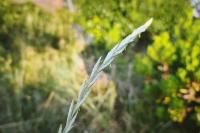 Elytrigia repens