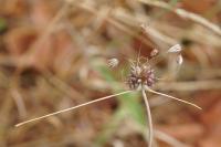 Allium oleraceum