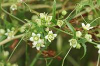 Bryonia dioica