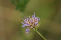 Knautia arvensis