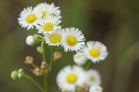 Erigeron annuus