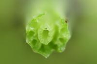 Equisetum palustre