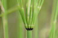 Equisetum palustre