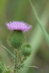 Cirsium vulgare