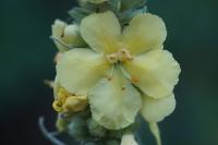 Verbascum thapsus subsp. thapsus