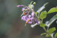 Solanum dulcamara