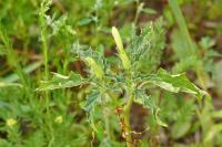 Datura stramonium