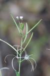 Epilobium parviflorum