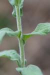 Epilobium parviflorum