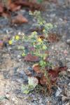 Pulicaria vulgaris