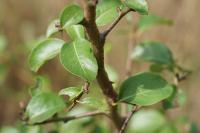 Pyrus communis