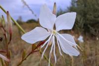 Oenothera lindheimeri