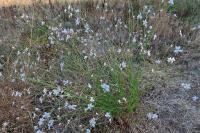 Oenothera lindheimeri