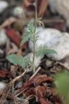 Crepis foetida