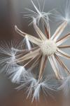 Crepis foetida