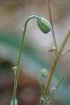 Crepis foetida