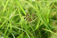 Cyperus fuscus