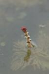 Myriophyllum spicatum