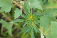 Bidens radiata