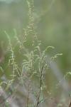 Artemisia campestris