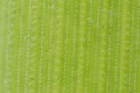 Equisetum x moorei