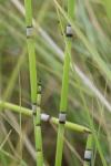 Equisetum x moorei