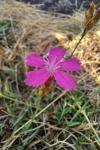 Dianthus carthusianorum