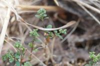 Polycarpon tetraphyllum