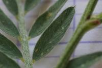 Vicia pannonica