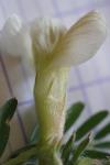 Vicia pannonica