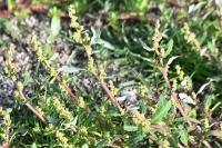Oxybasis glauca