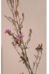 Centaurea stoebe