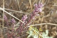 Odontites vernus