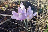 Colchicum autumnale