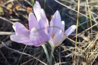 Colchicum autumnale
