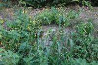 Echinochloa crus-galli