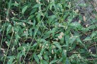 Persicaria maculosa