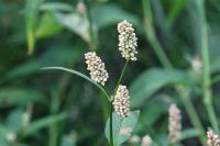 Persicaria maculosa