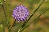 Succisa pratensis