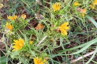 Scolymus hispanicus