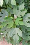 Broussonetia papyrifera