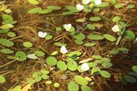 Luronium natans
