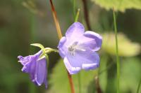Campanula persicifolia