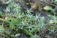Damasonium alisma
