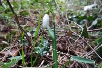 Galanthus nivalis