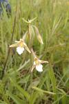 Epipactis palustris