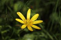 Ficaria verna