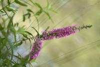 Lythrum salicaria