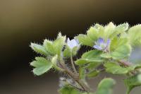 Veronica hederifolia