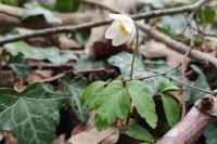 Anemone nemorosa